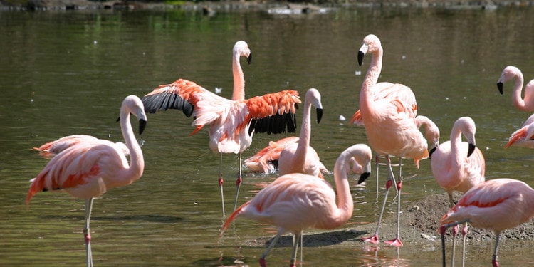 Virus Mapping, Pandemics Preparedness and One Health: We Need Them All