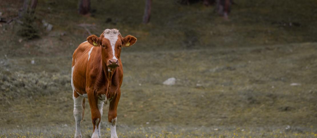 New Review of the Impacts of Climate Change on the Livestock Food Supply Chain