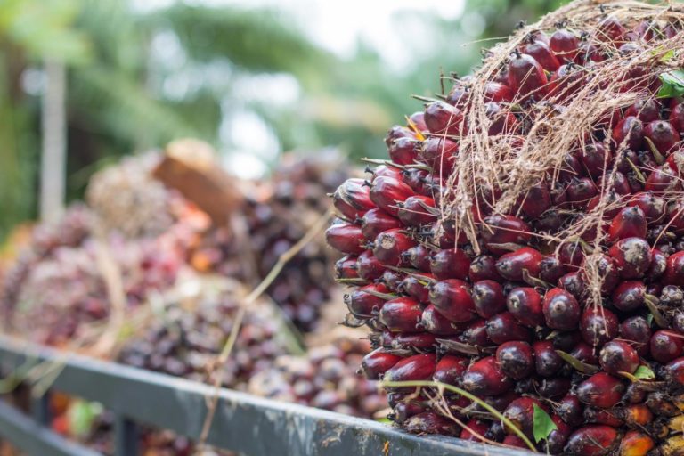 VSS Palm oil kernels
