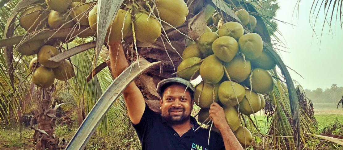Dwarf Hybrid Coconut Farming for Climate Resilience and Livelihood Security