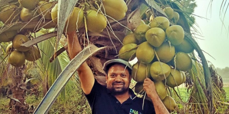 Dwarf Hybrid Coconut Farming for Climate Resilience and Livelihood Security