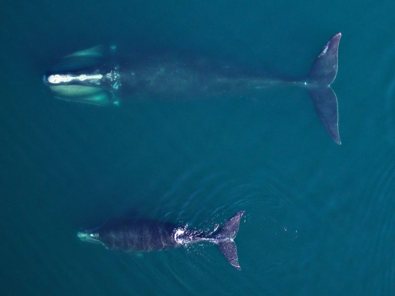 North Atlantic right whale Mother and calf