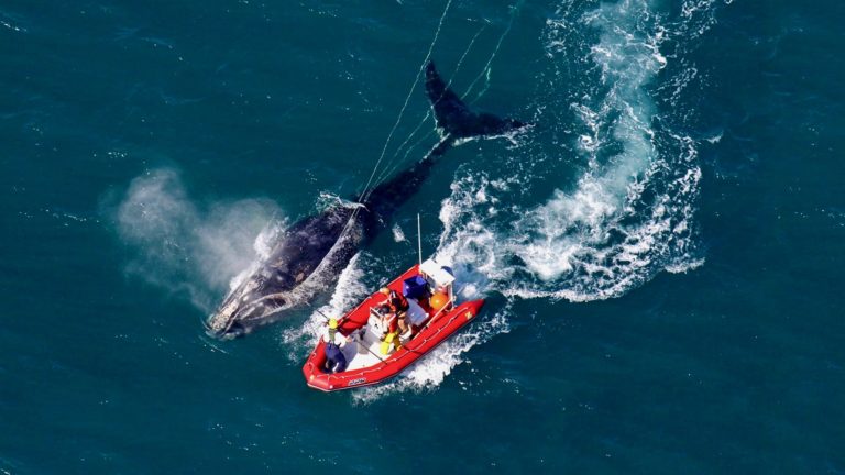 NOAA right whale rescue