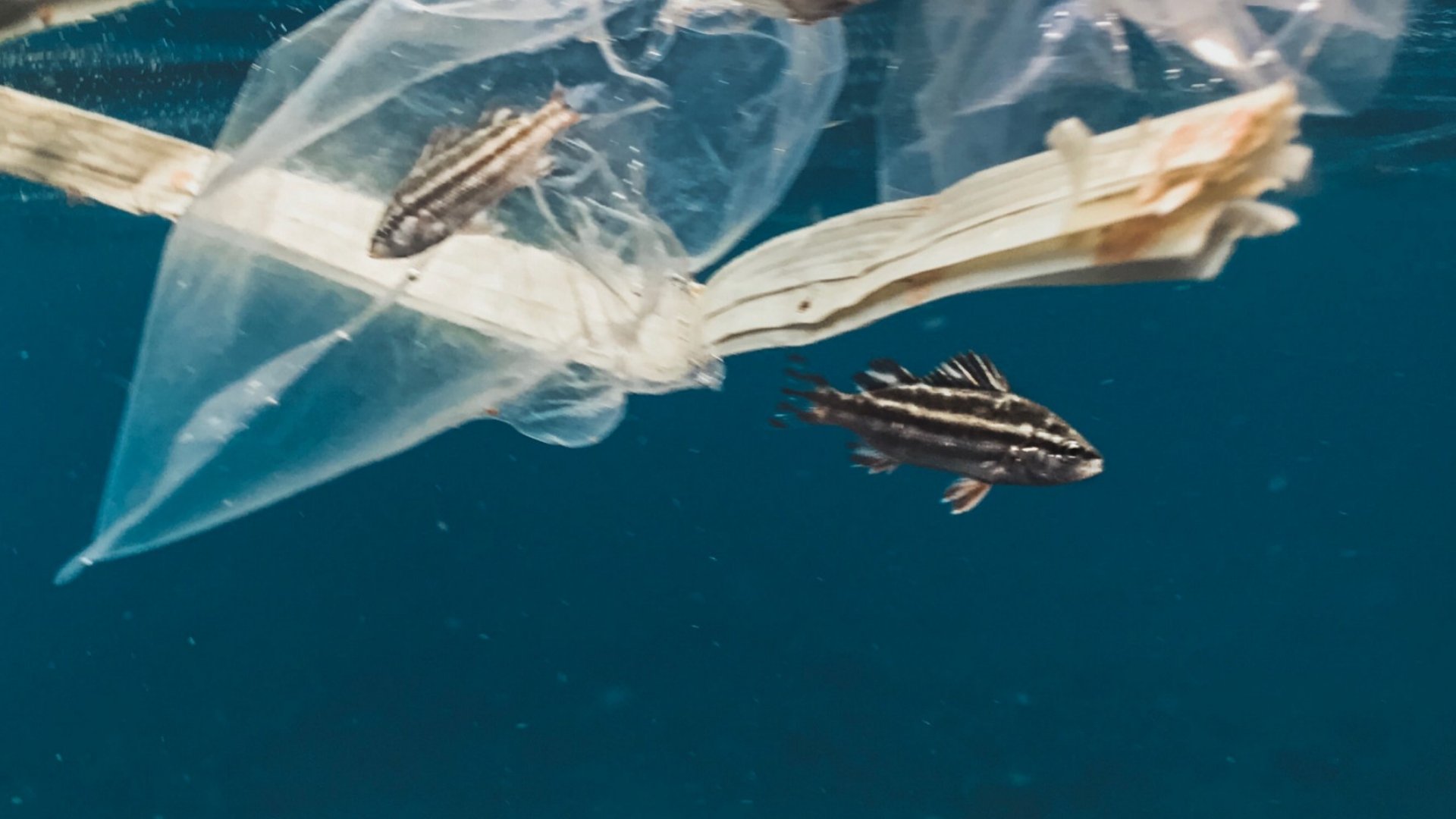 Curbing the Plastic Pollution Pandemic