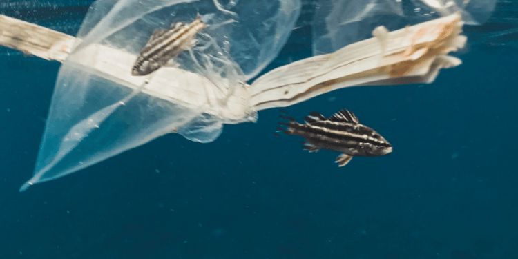 Curbing the Plastic Pollution Pandemic