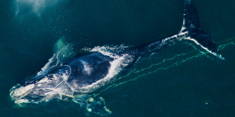 North Atlantic right whale