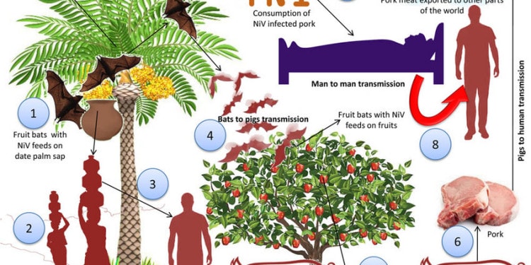 Post-COVID: Let’s Prevent the Nipah Virus Becoming Another Infectious Disease Nightmare