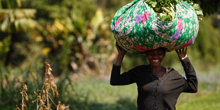 A woman carries a load of Chinese cabbage as she walks through a field in Kamilombe, near Lubumbashi, Katanga province, Democratic Republic of Congo on Wednesday June 29, 2011. As part of its urban and peri-urban horticulture project, the FAO has provided farmers with improved-variety seeds, and has rehabilitated irrigation and flood-prevention infrastructures.