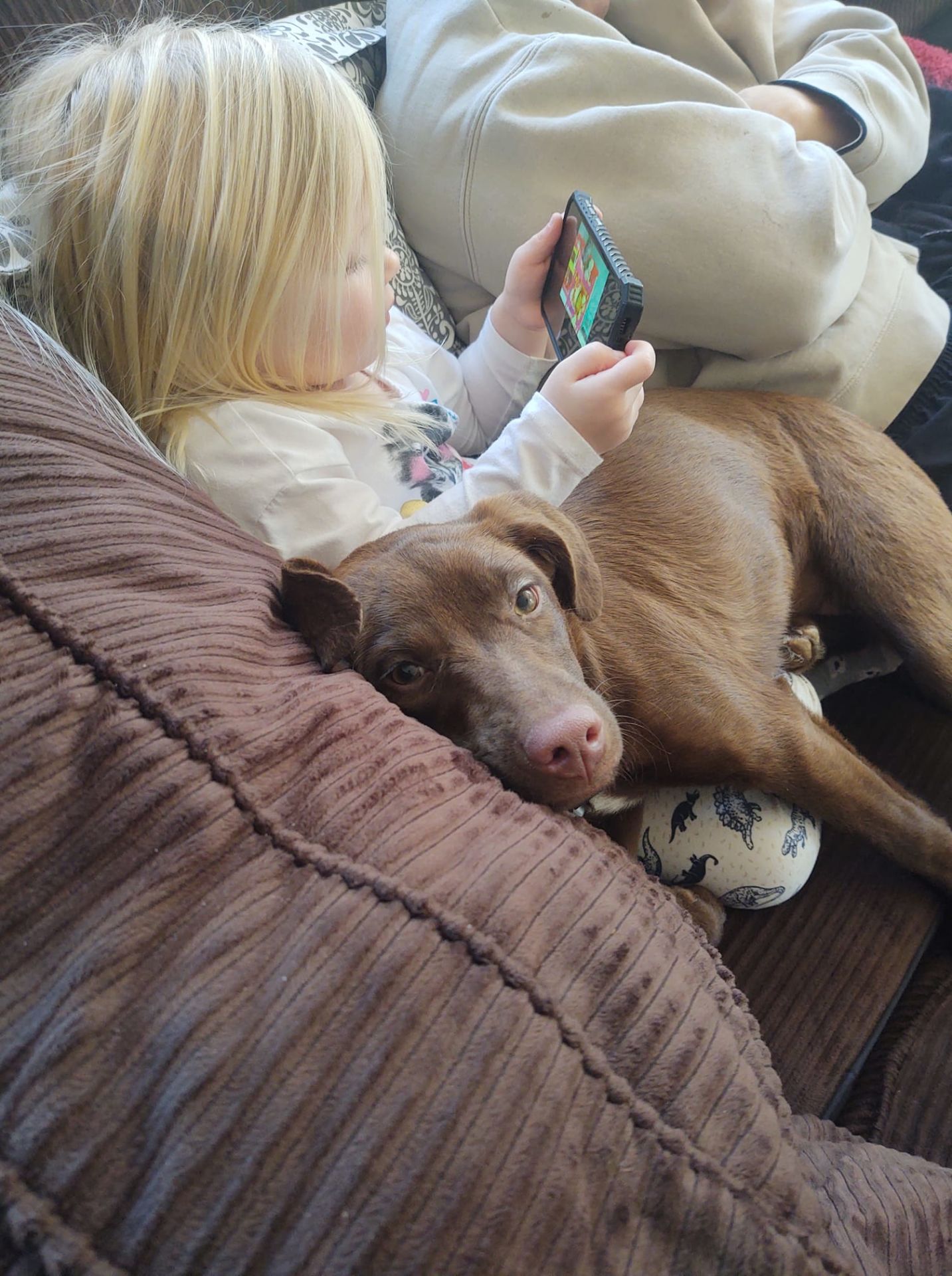 COVID-19 and Domestic Pets: The Upside and Downside