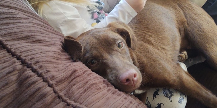 COVID-19 and Domestic Pets: The Upside and Downside