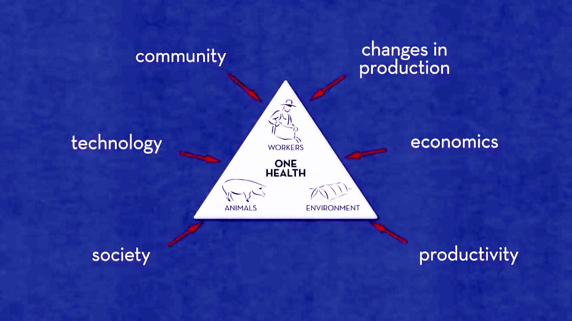 One Health for One Planet: How to Address 21st Century Education Challenges 