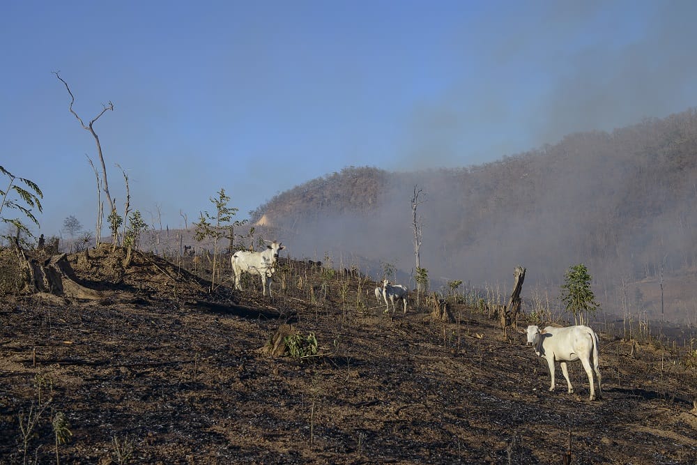 Deforestation: Why Poverty is the Root Cause 