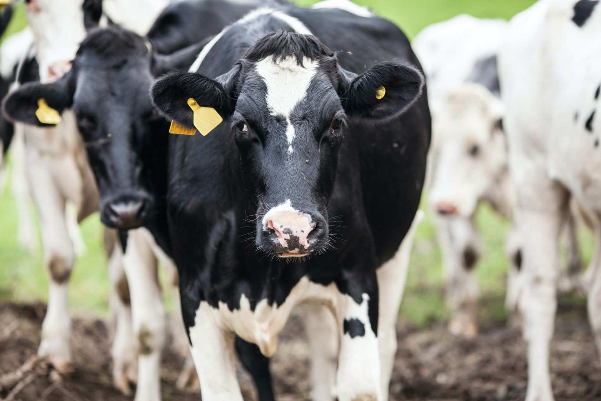 Our Sustainable Future: Lab-grown meat - Impakter Our Sustainable Future: Lab-grown meat - Impakter