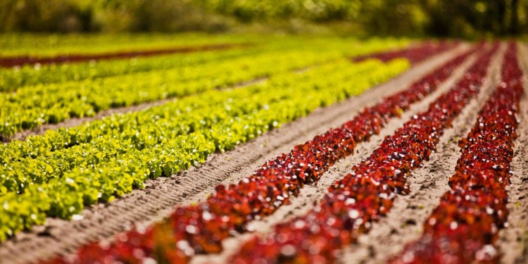 Regenerative Agriculture Is Our Most Powerful Relationship With the Earth