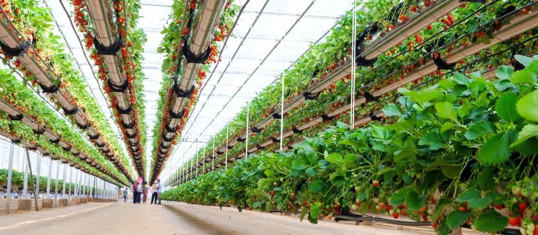 The Pros and Cons of Emerging Technology in Our Food System