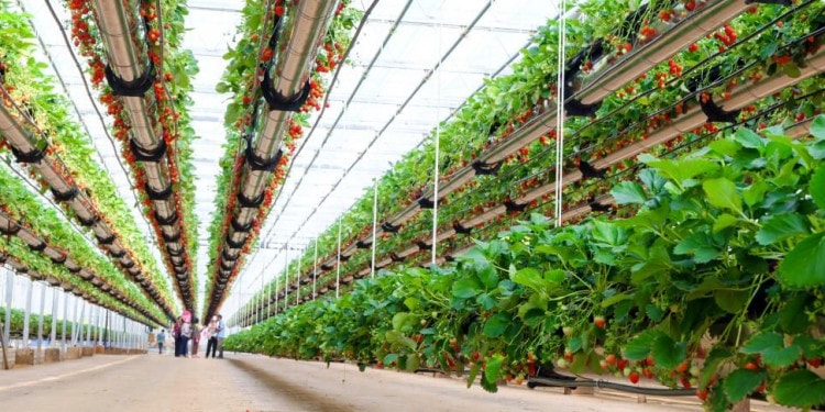 The Pros and Cons of Emerging Technology in Our Food System