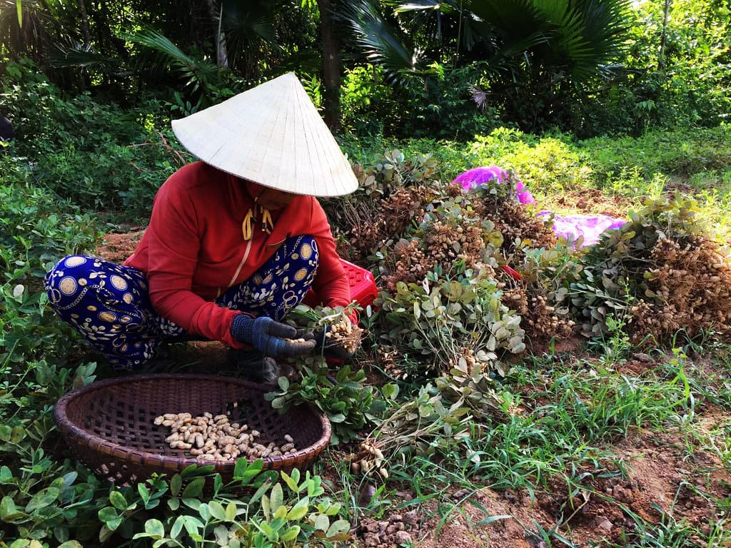 How Vietnamese Farmers Increase Their Profits From Cultivating Peanuts