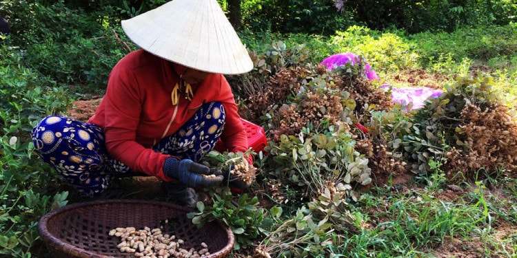 How Vietnamese Farmers Increase Their Profits From Cultivating Peanuts