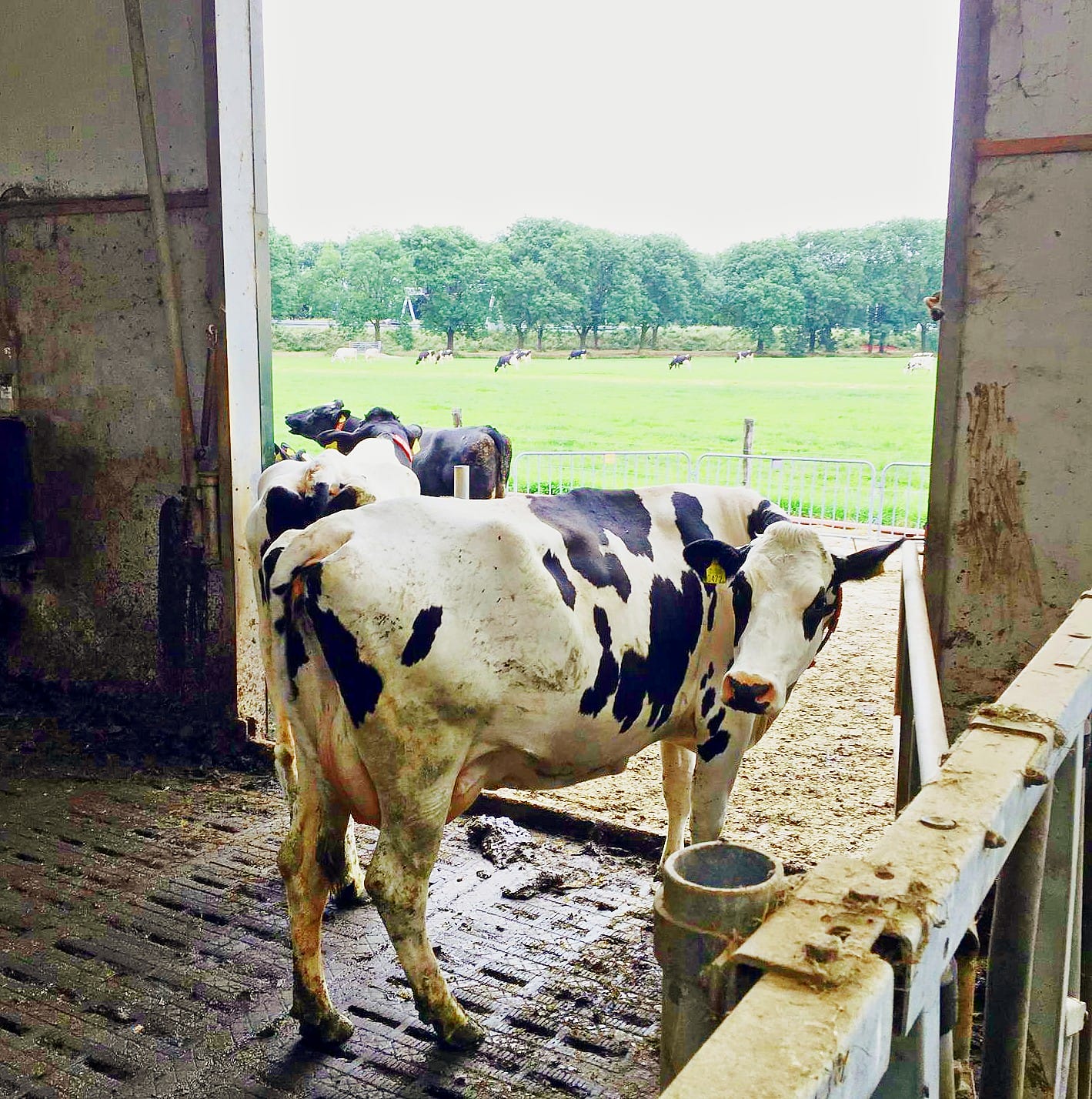 Why Global Prosperity Does Not Require Eating Less Meat