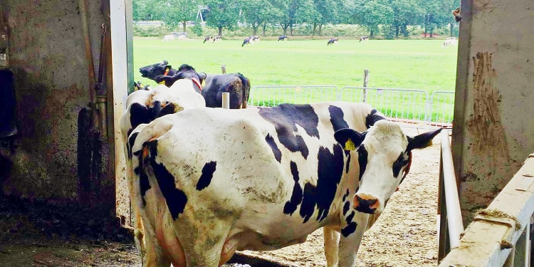 Why Global Prosperity Does Not Require Eating Less Meat