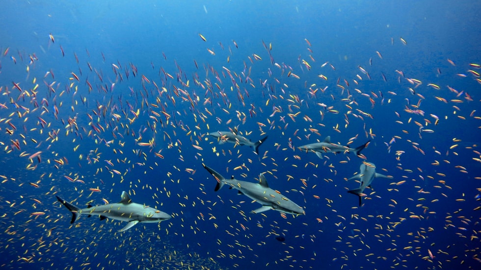 Interview With Patricia Scotland: ‘If Not Now, When? If Not Us, Who?’