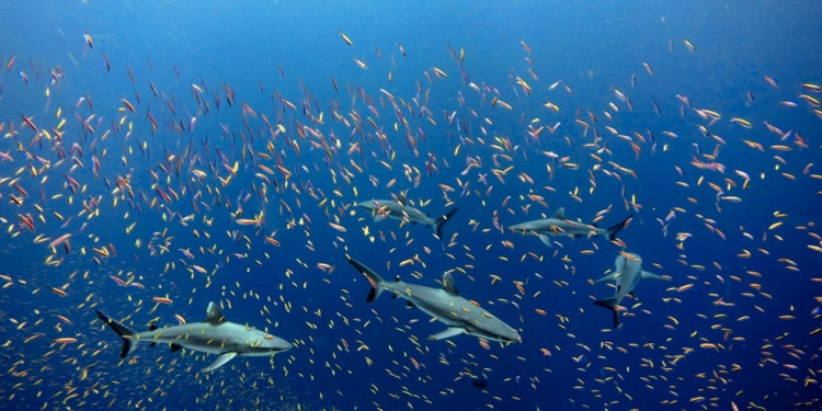 Interview With Patricia Scotland: ‘If Not Now, When? If Not Us, Who?’