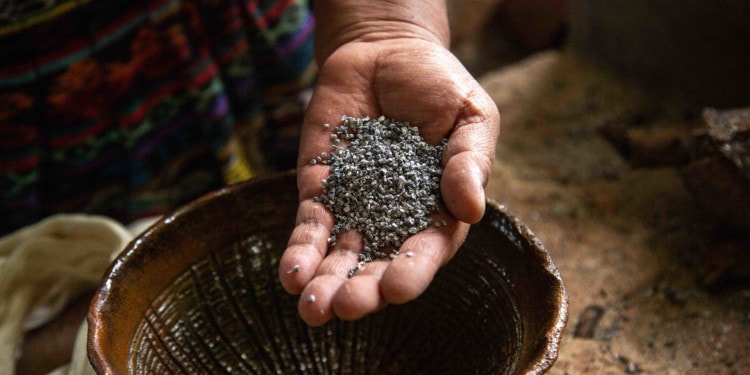 Indigenous Guatemalan Women Earn Income from Carmine, a Traditional Red Dye Made from Bugs