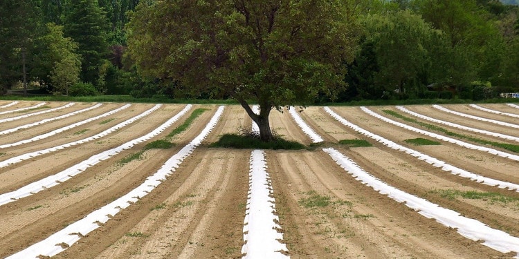 Agroecology: A Key Piece to Climate Adaptation & Mitigation?