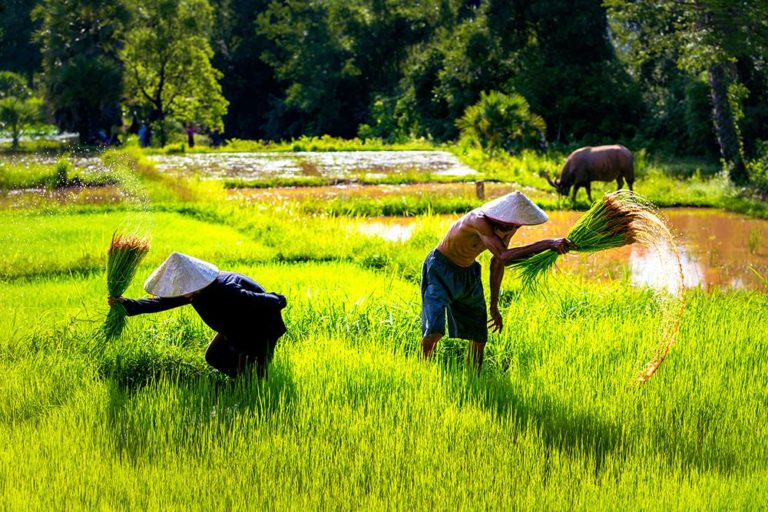 Farming Covid