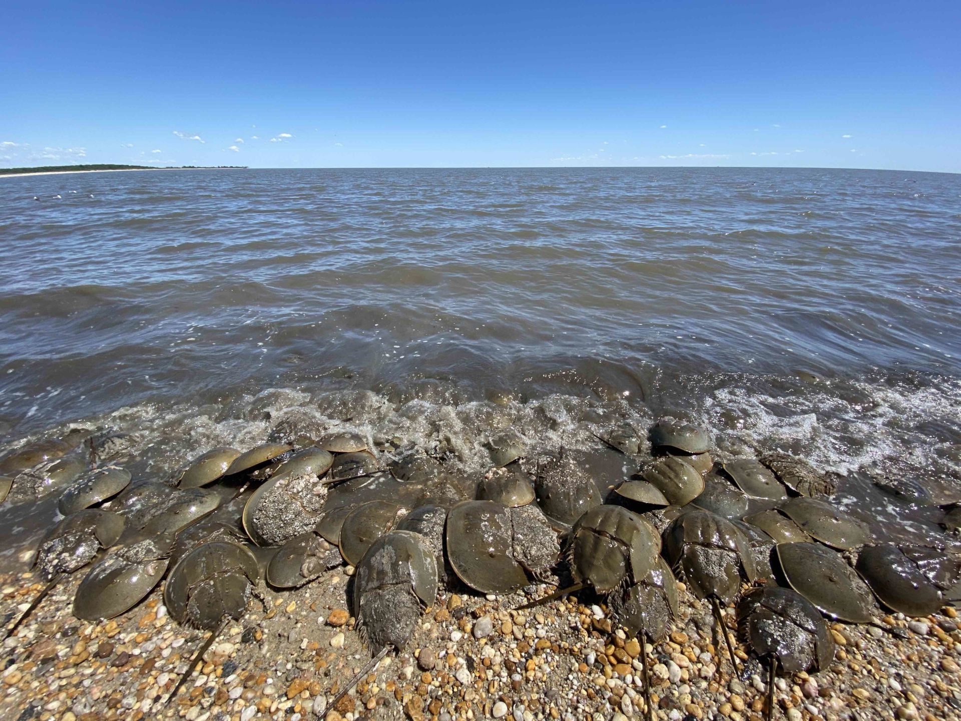 Pre-History and Future on a Delaware Beach