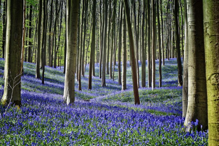 Forest NBI