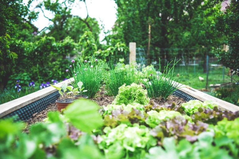 Urban Garden