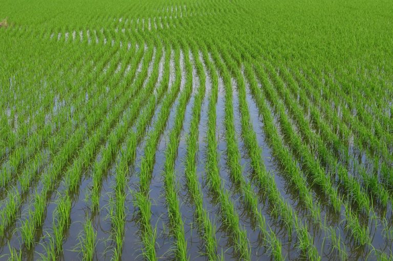 Scuba Rice Paddy