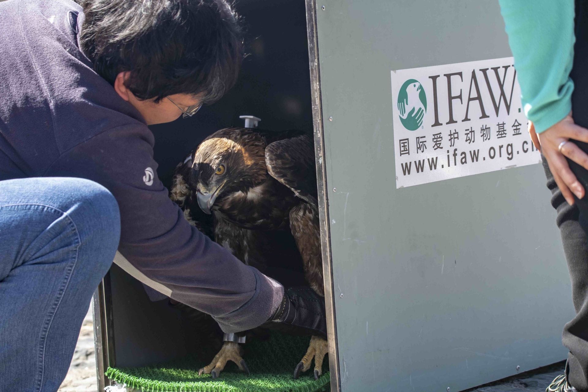 Lei Zhou — Conserving China’s Birds of Prey