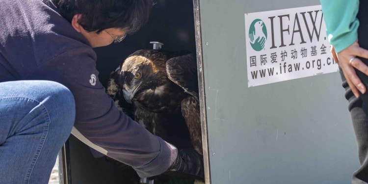 Lei Zhou — Conserving China’s Birds of Prey
