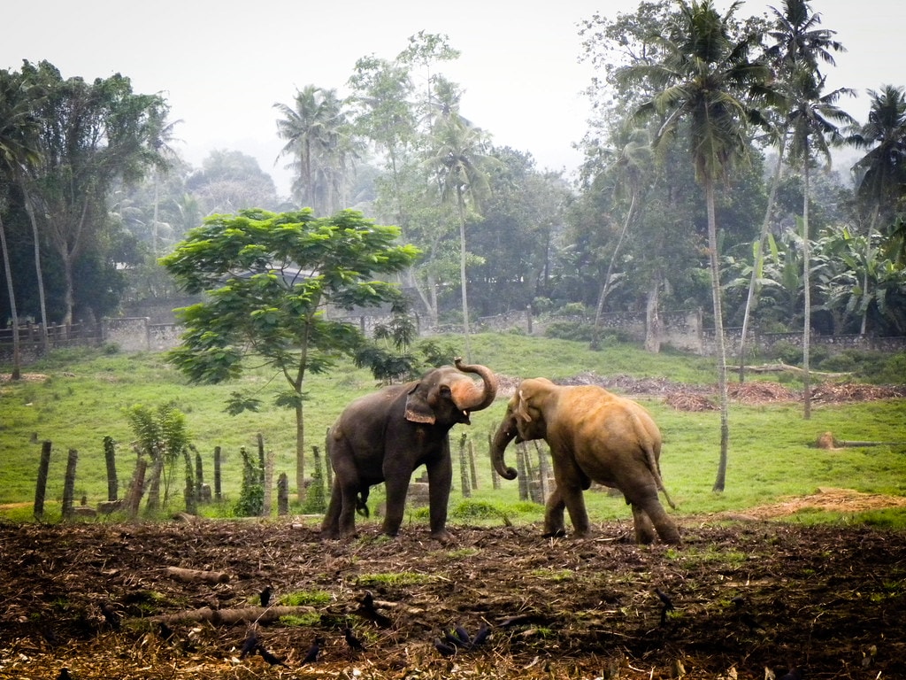 Fight Food Systems Failures and Famine: The Four “Fs”