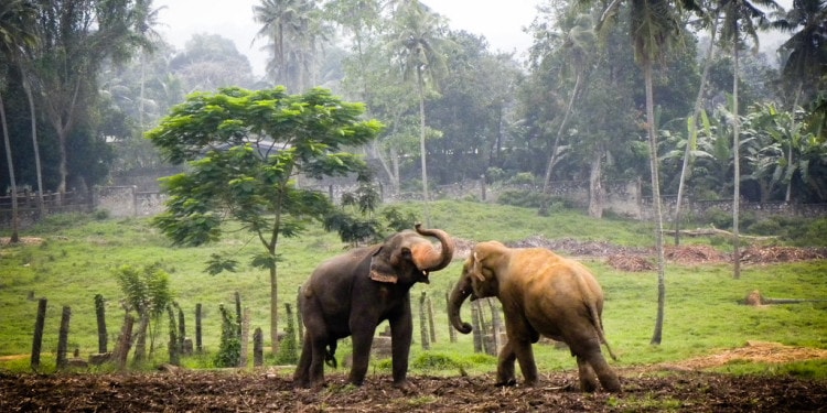 Fight Food Systems Failures and Famine: The Four “Fs”