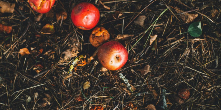 Rotting apples, food waste, food loss