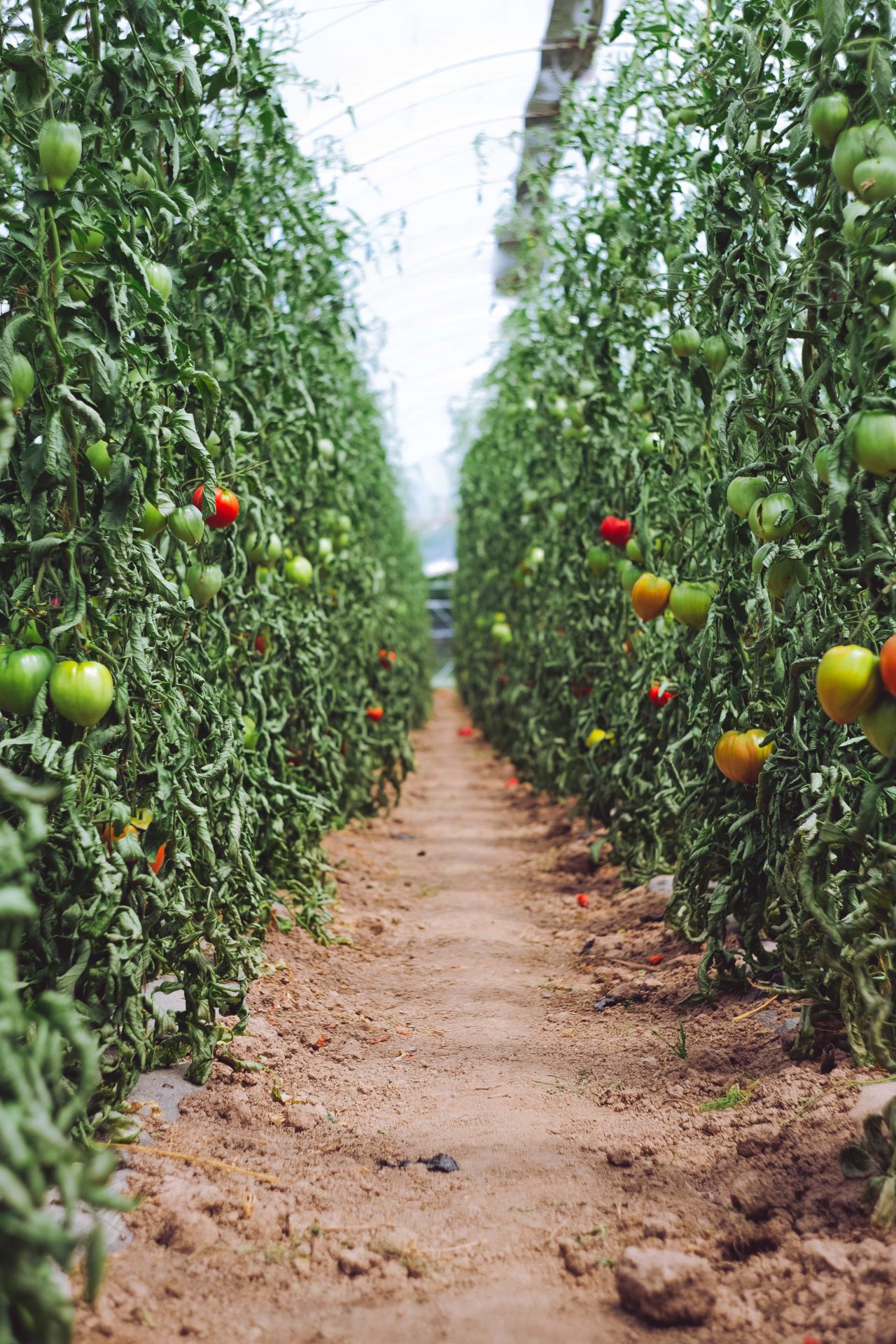 Urban Garden