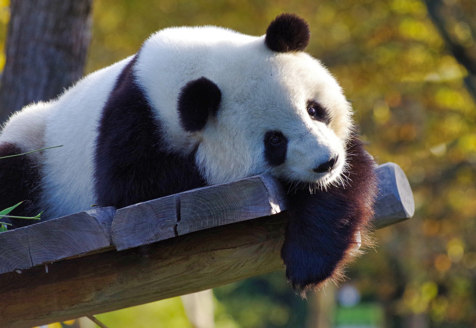 The Giant Panda Is No Longer Endangered in China