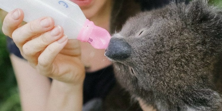 Josey Sharrad, Wildlife Campaigner, Protecting Australia’s Animals