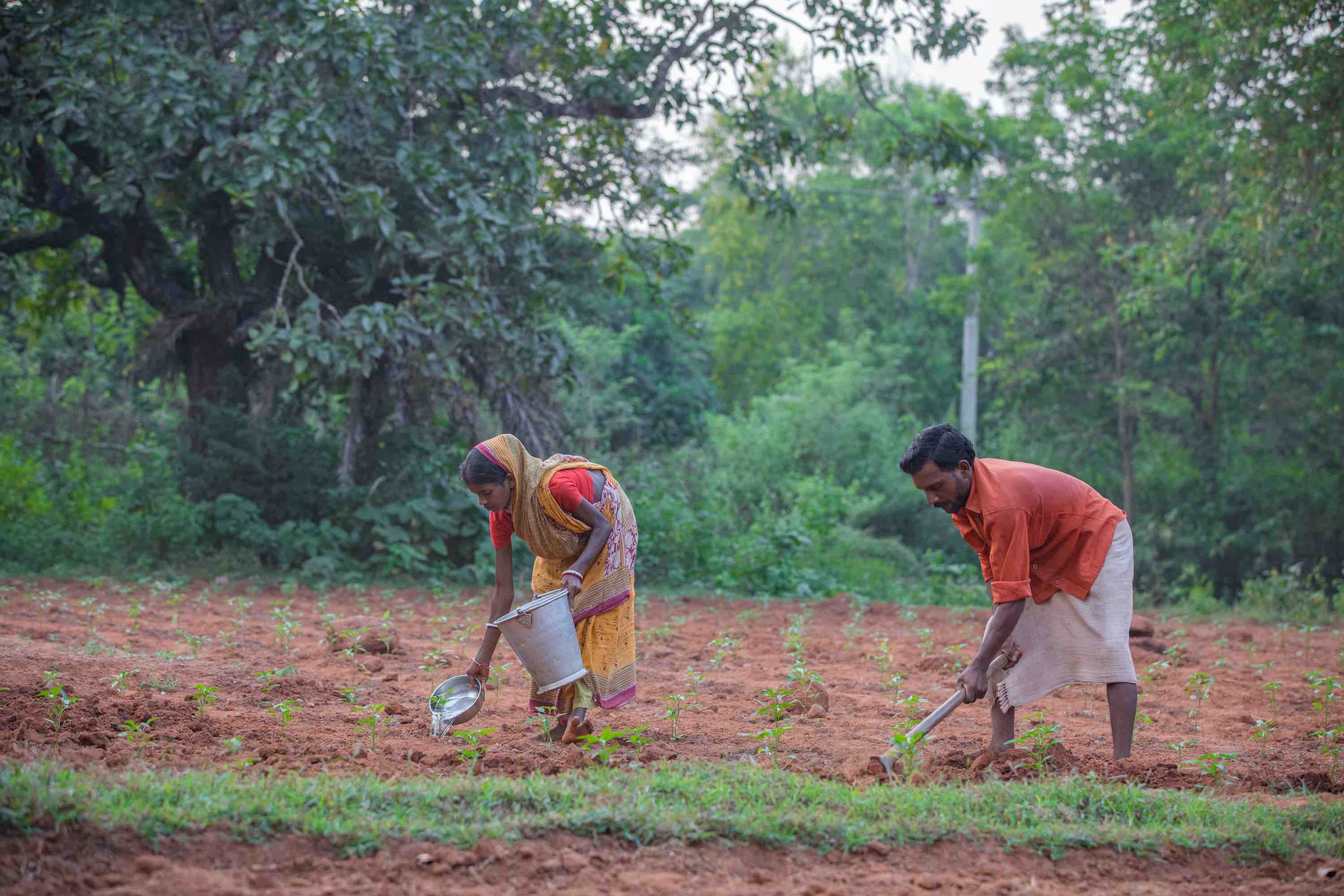Food Security Despite the Pandemic: The Benefits of a Kitchen Garden in Odisha, India