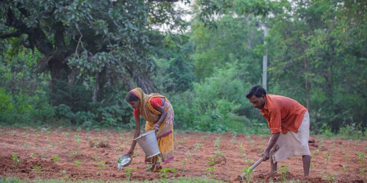 Food Security Despite the Pandemic: The Benefits of a Kitchen Garden in Odisha, India