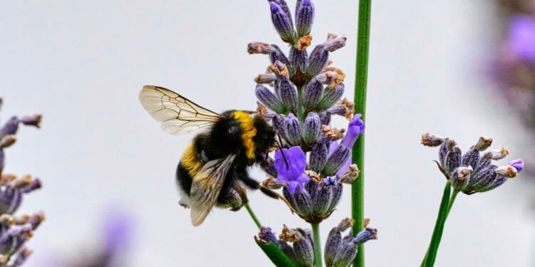 Climate Change Impacts Insects