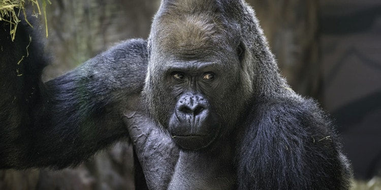 Lethal Attacks From Chimpanzees on Gorillas Seen For The First Time