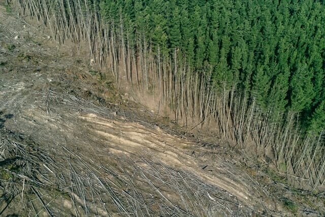 The Battle For The Amazon Rainforest Are The Lungs Of The Earth Collapsing Impakter The Battle For The Amazon Rainforest Are The Lungs Of The Earth Collapsing Impakter