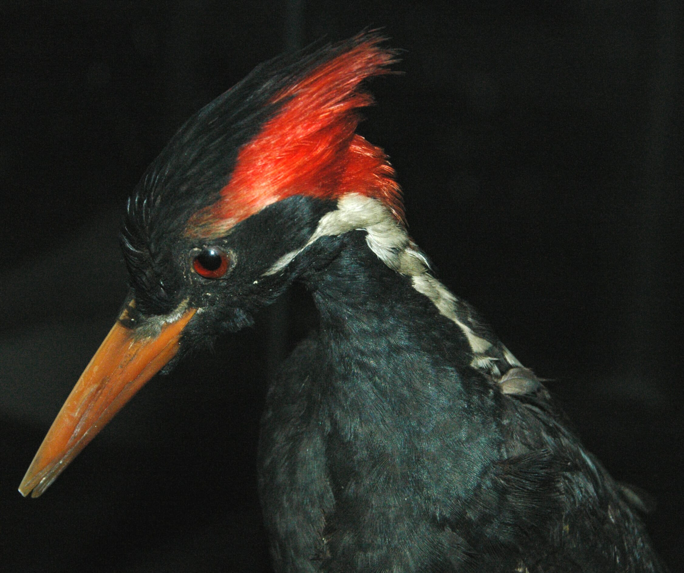 Ivory Billed Woodpecker now extinct