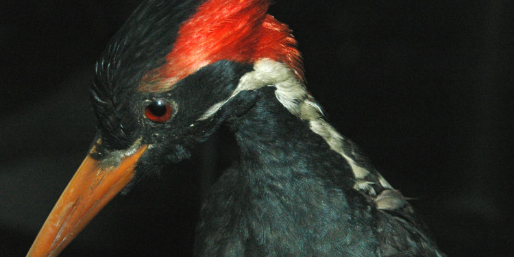 Ivory Billed Woodpecker now extinct
