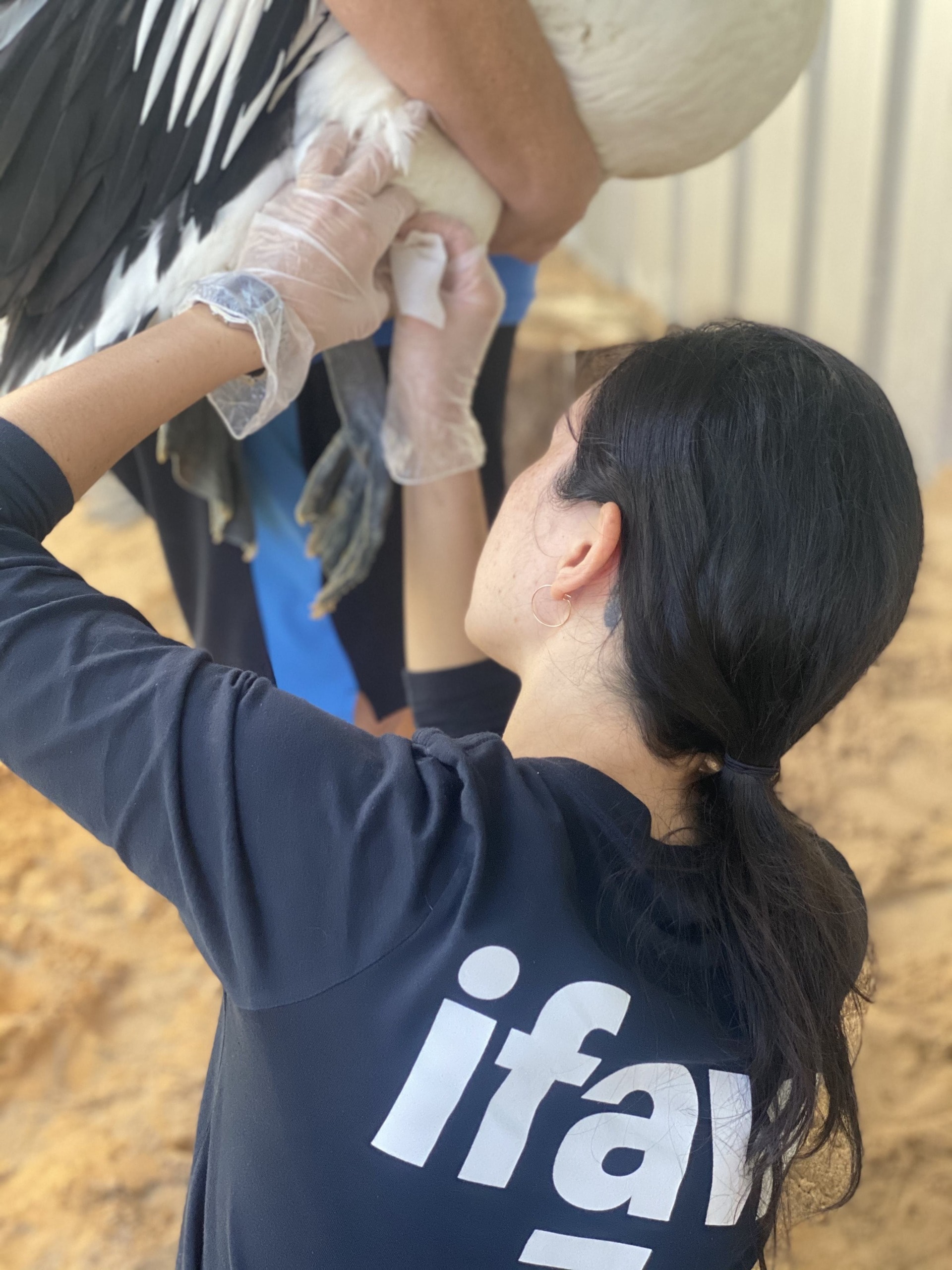 A vet nurse helping an Australian seabird