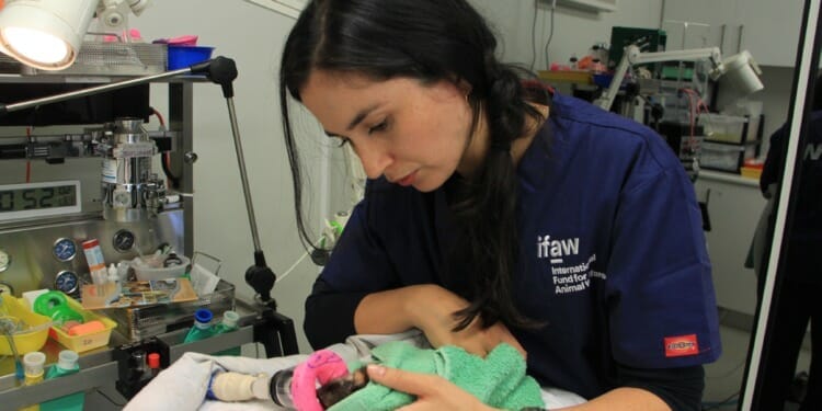 From Wildlife Trafficking Rehab to Bushfires – an Australian Vet Nurse’s Story